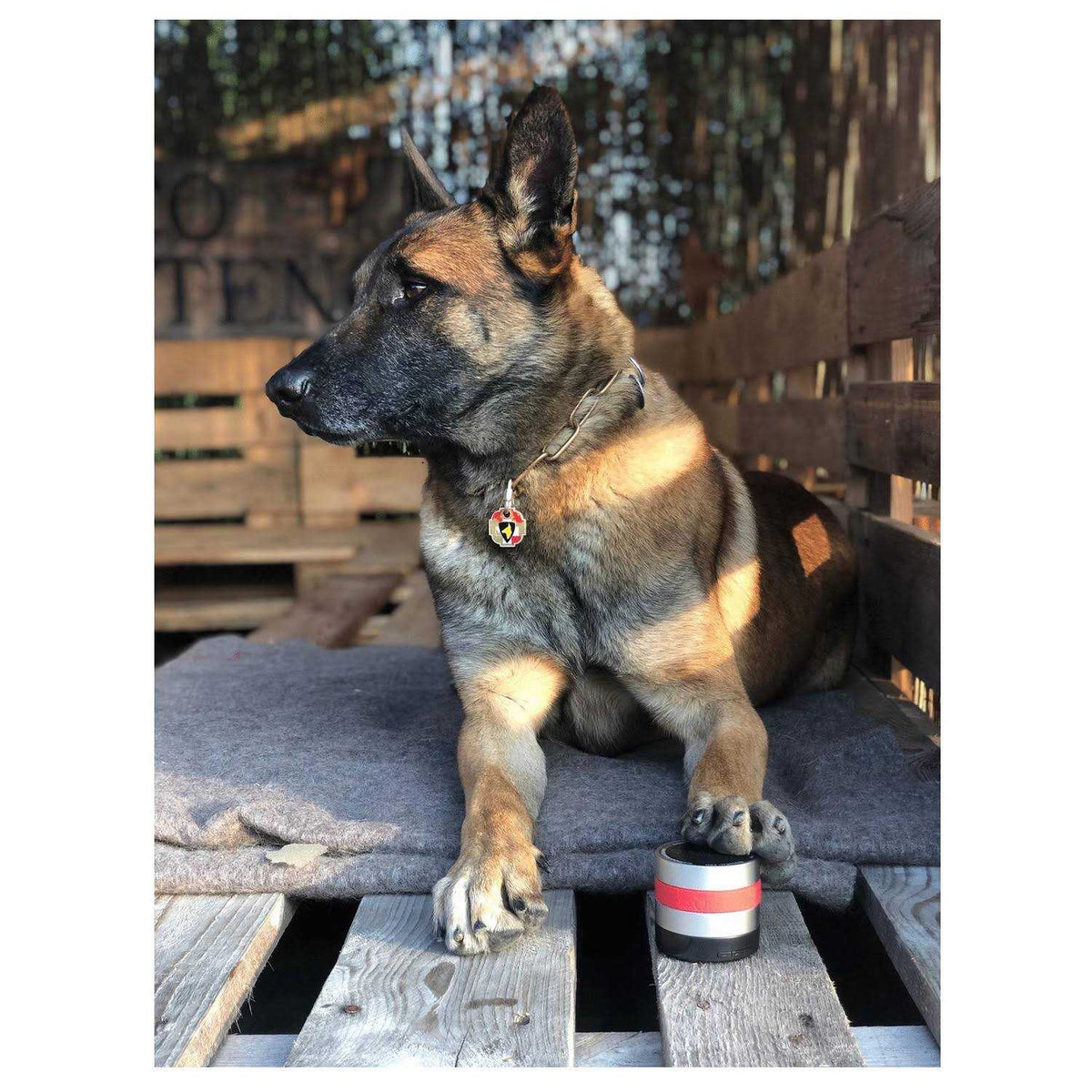 Dog C153350