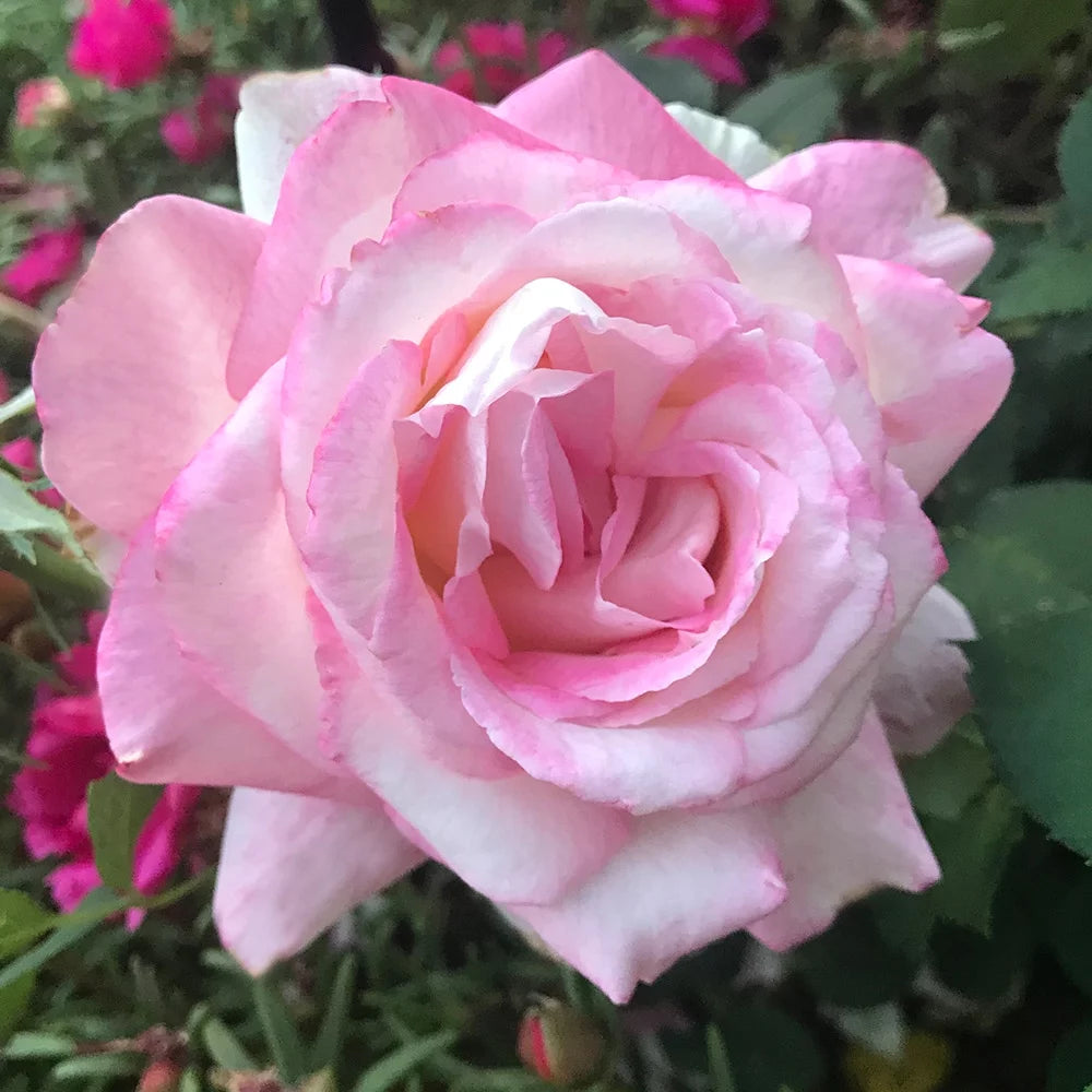 Pink Hybrid Tea Rose K714