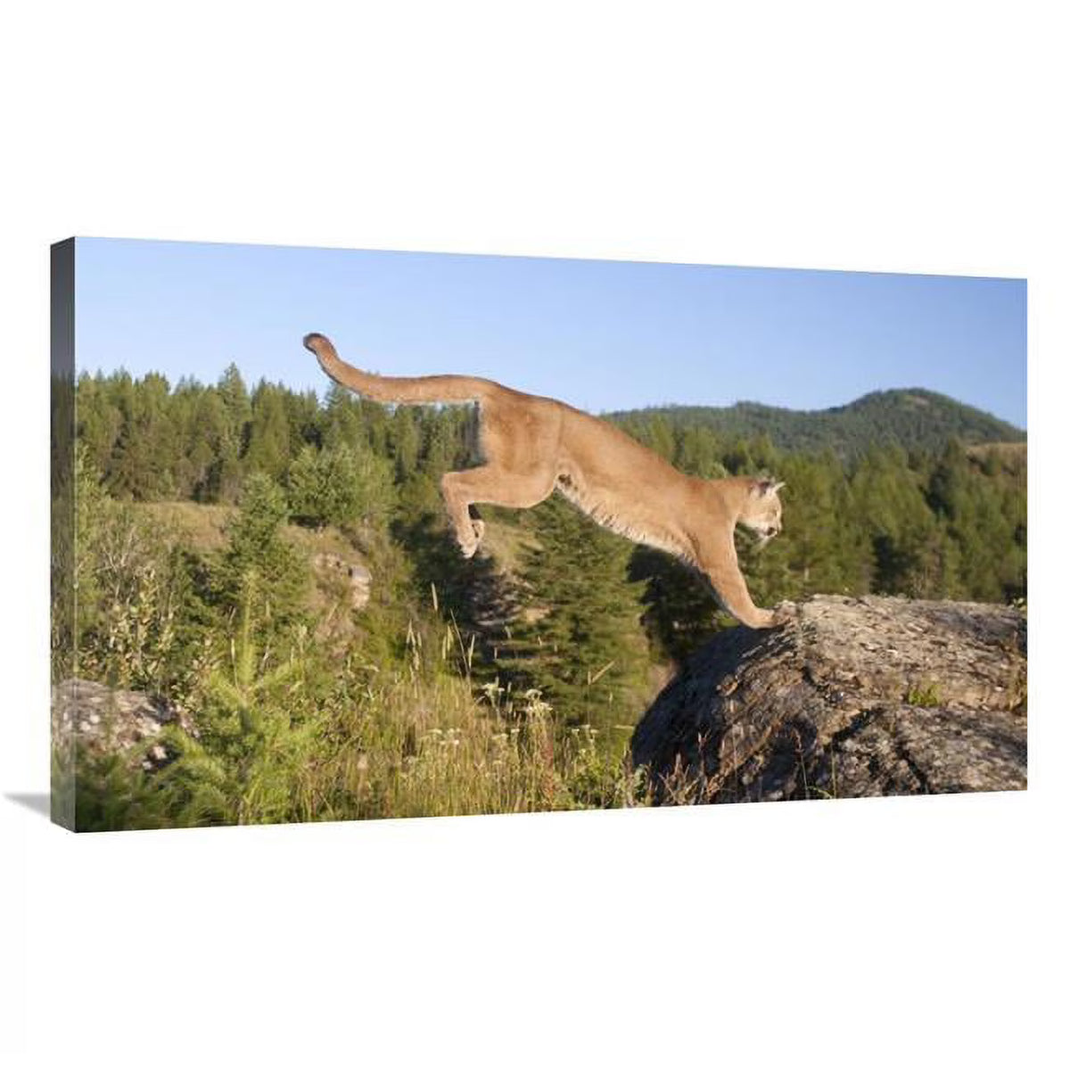 Mountain Lion Jumping Art Print B5575