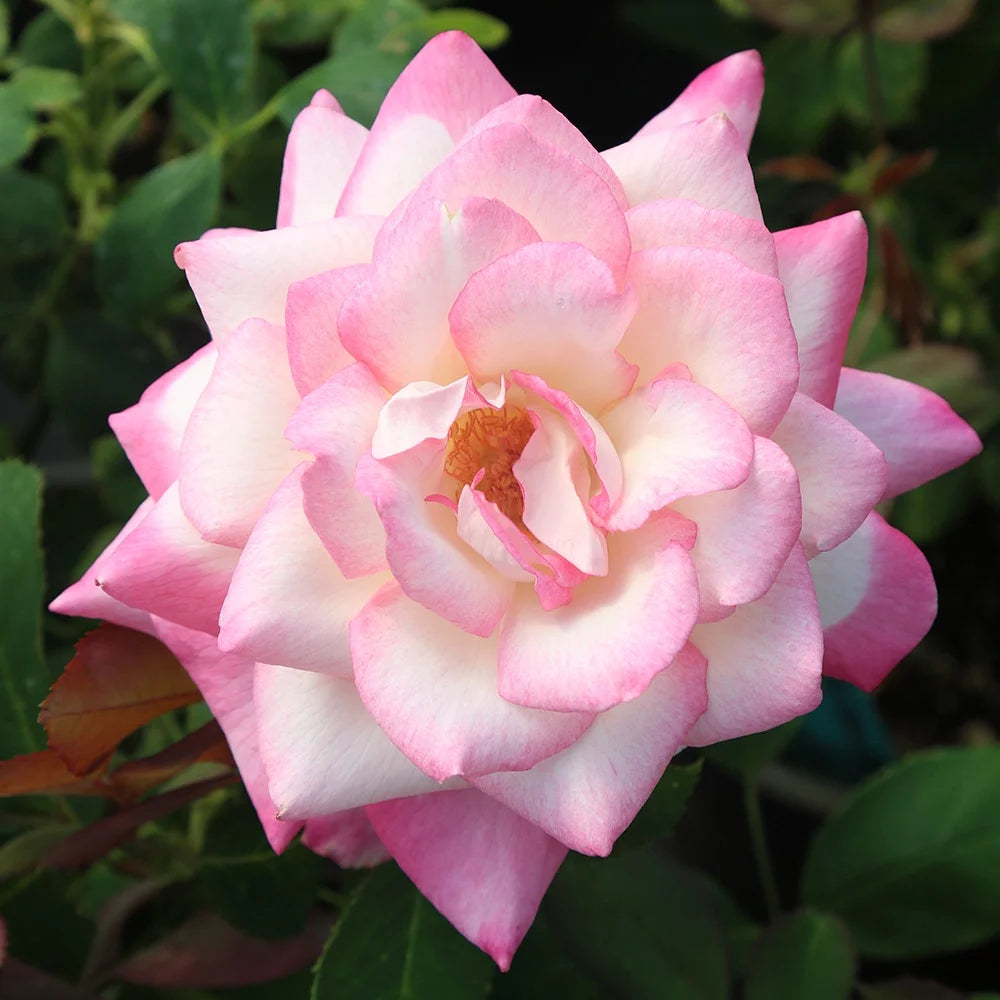 Pink Hybrid Tea Rose K714