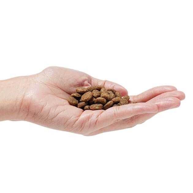 Grain-Free Dog Food A683508