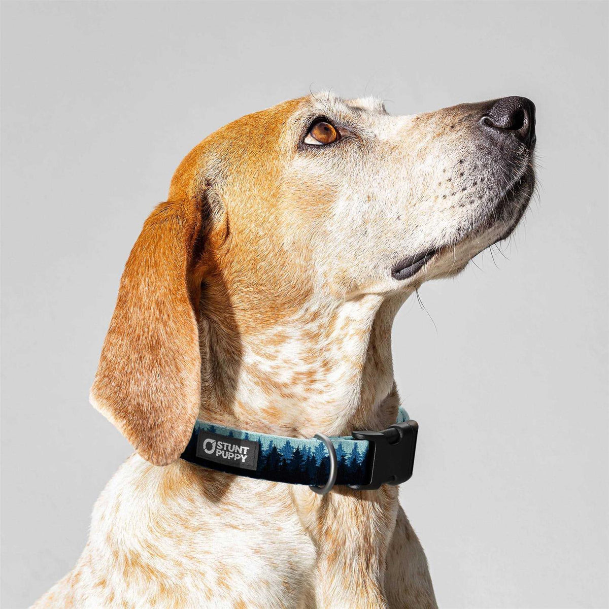 Pines Collar X73766