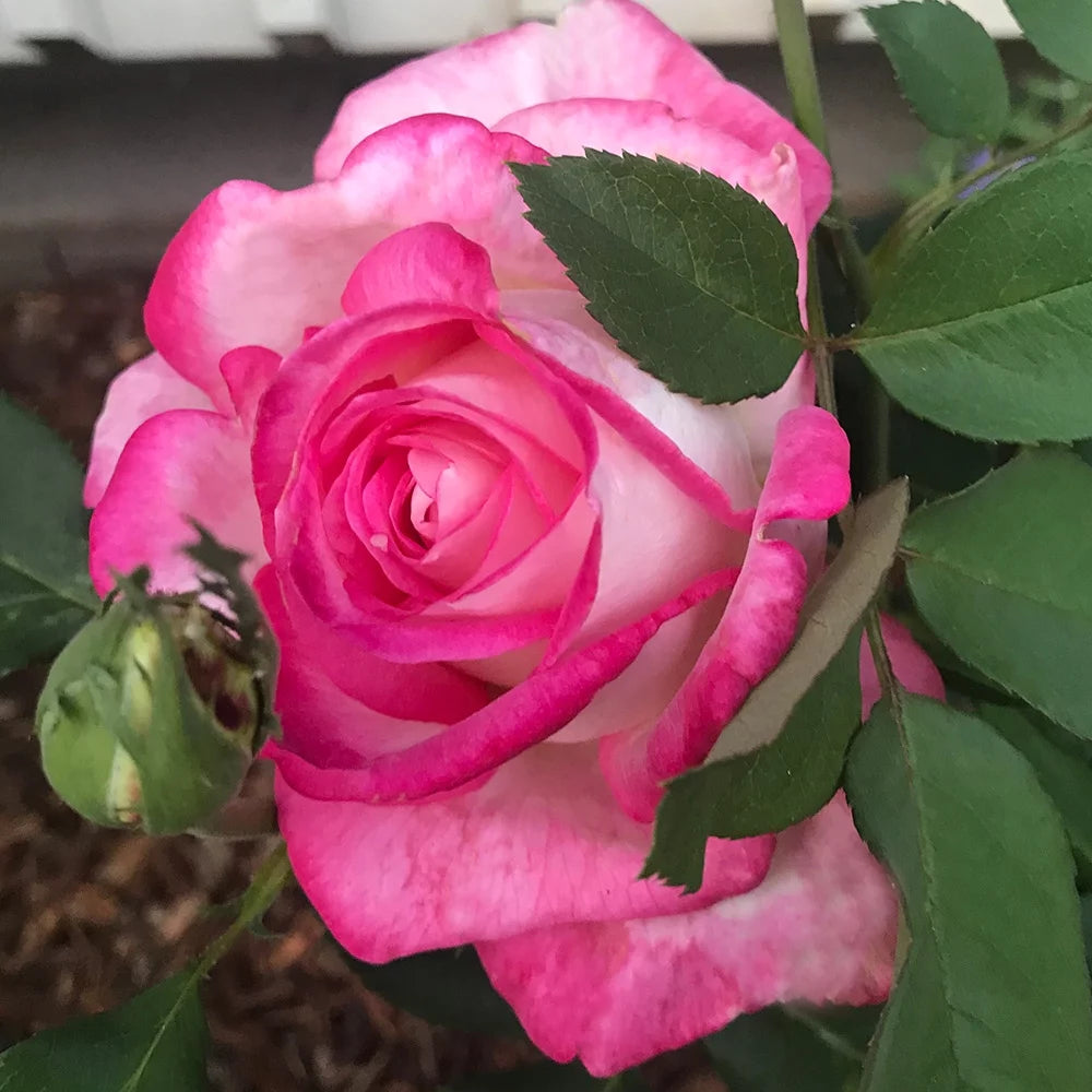 Pink Hybrid Tea Rose K714