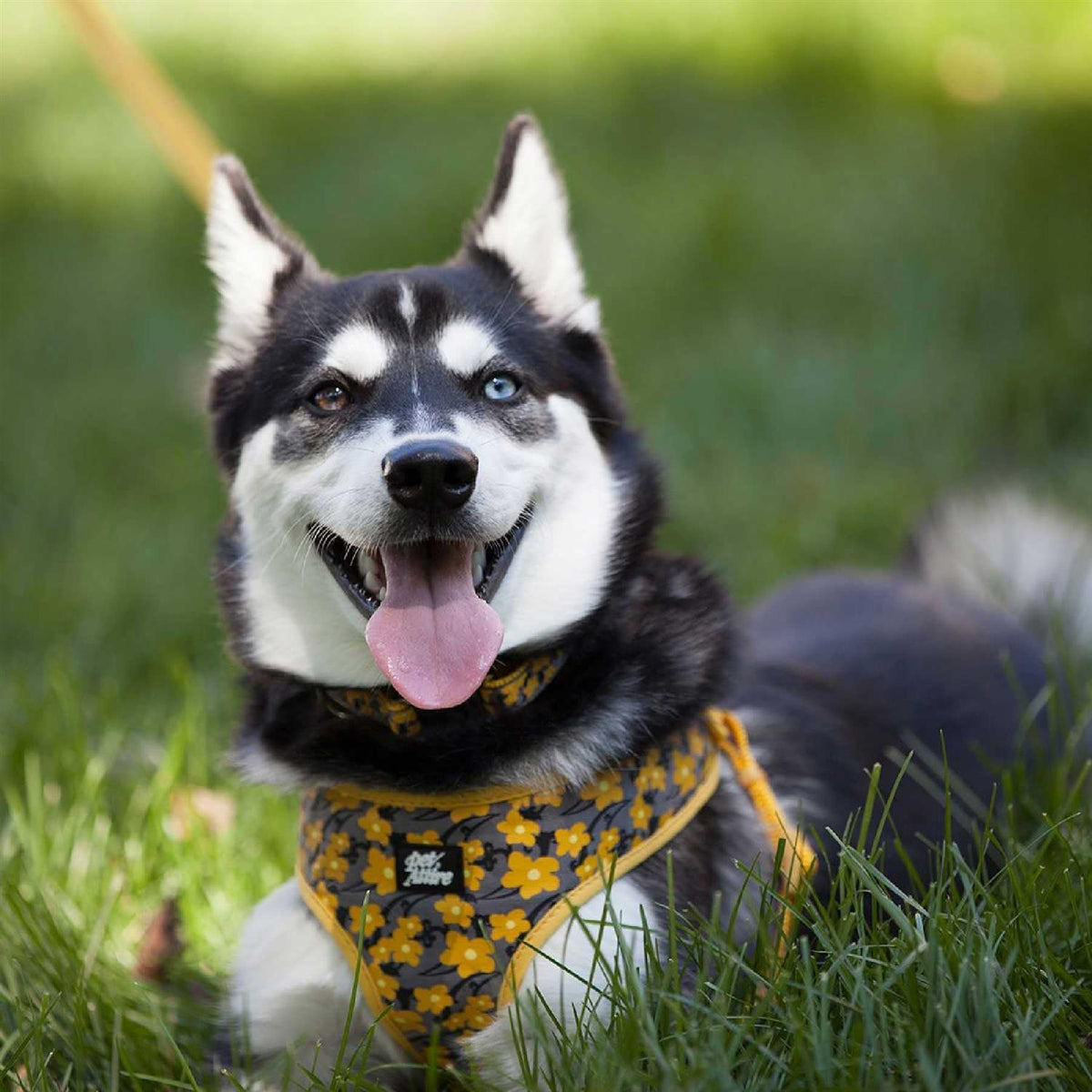 Adjustable Dog Harness Z245659
