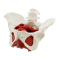 Life Size Anatomical Female Pelvis Model with Muscles S808
