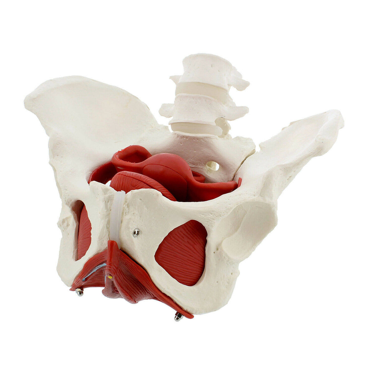Life Size Anatomical Female Pelvis Model with Muscles S808