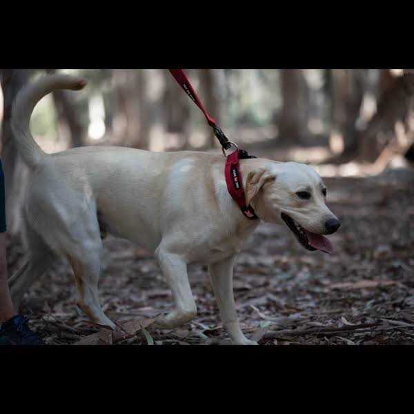 Tactical Leash H164791